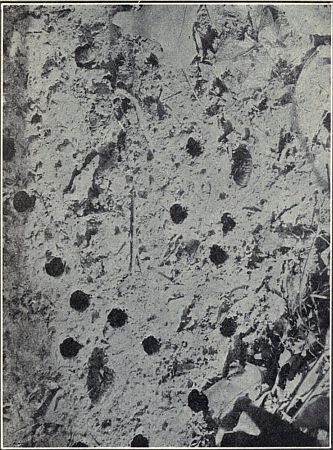 SEVENTEEN-YEAR CICADA OR SEVENTEEN-YEAR "LOCUST"