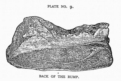 BACK OF THE RUMP. BACK OF THE RUMP.