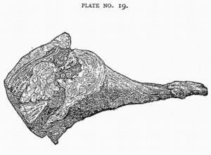 PLATE NO. 19. PLATE NO. 19.